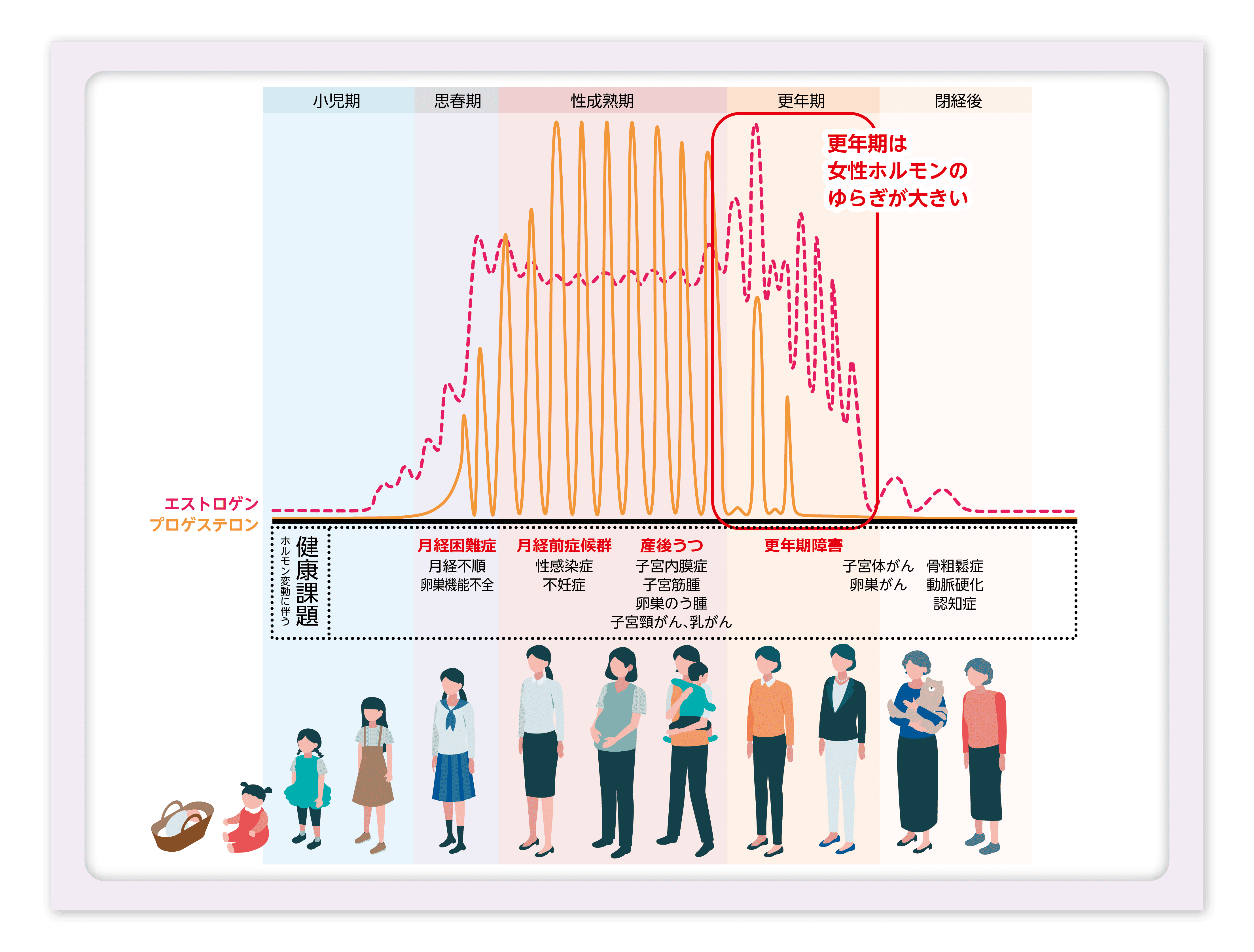 図1　女性のライフサイクルと女性ホルモン変動